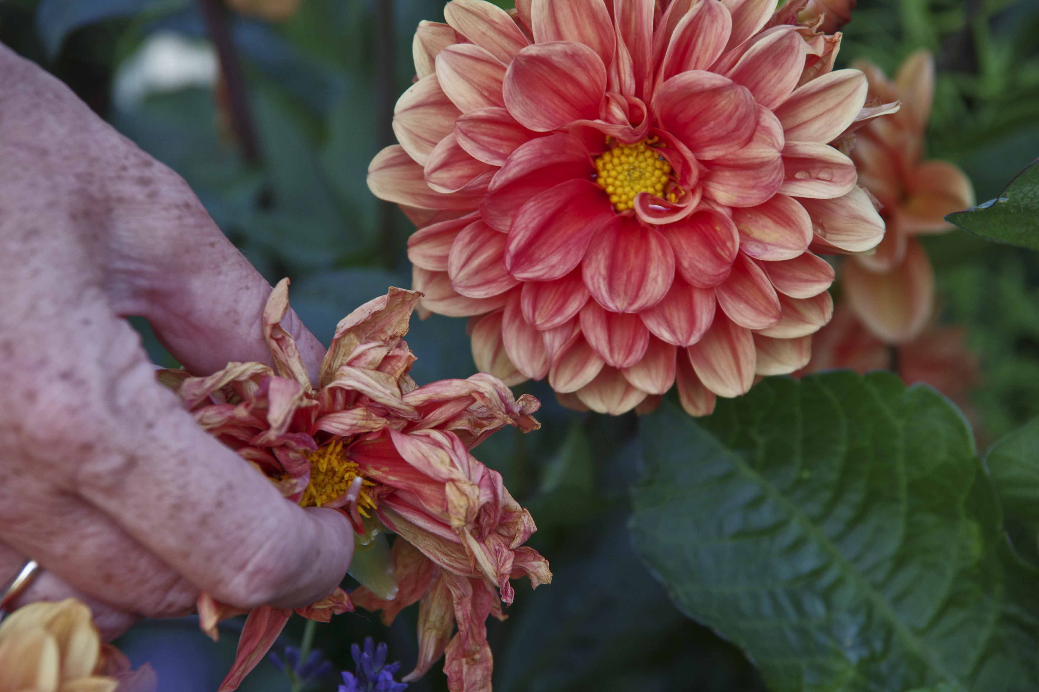 Fjern visne blomster fra planten. Da brukes energien på nye blomster isteden!
