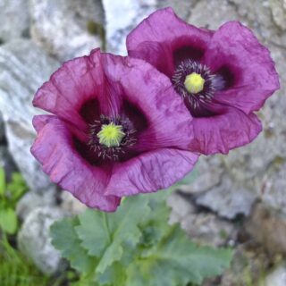 BLOMSTER I VASER