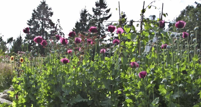 valmue 5_24_