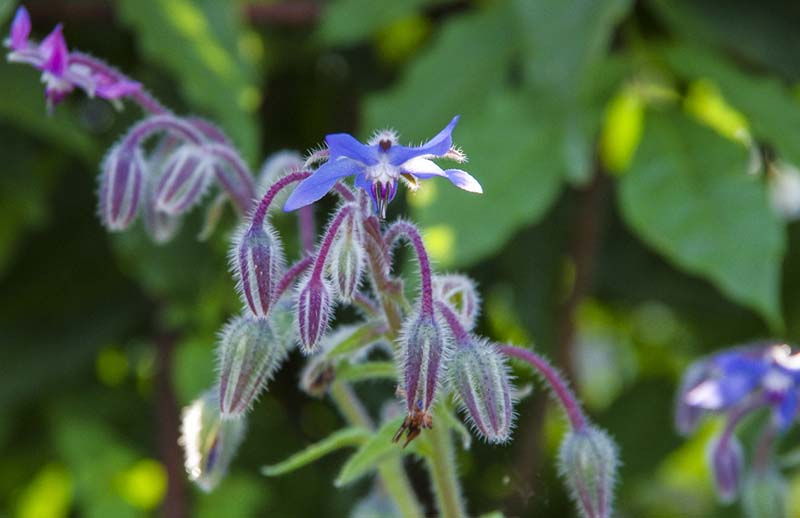 Agurkurt, Borago officinalis20_