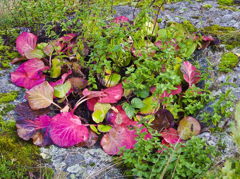 Peppermynte og Bergenia24_