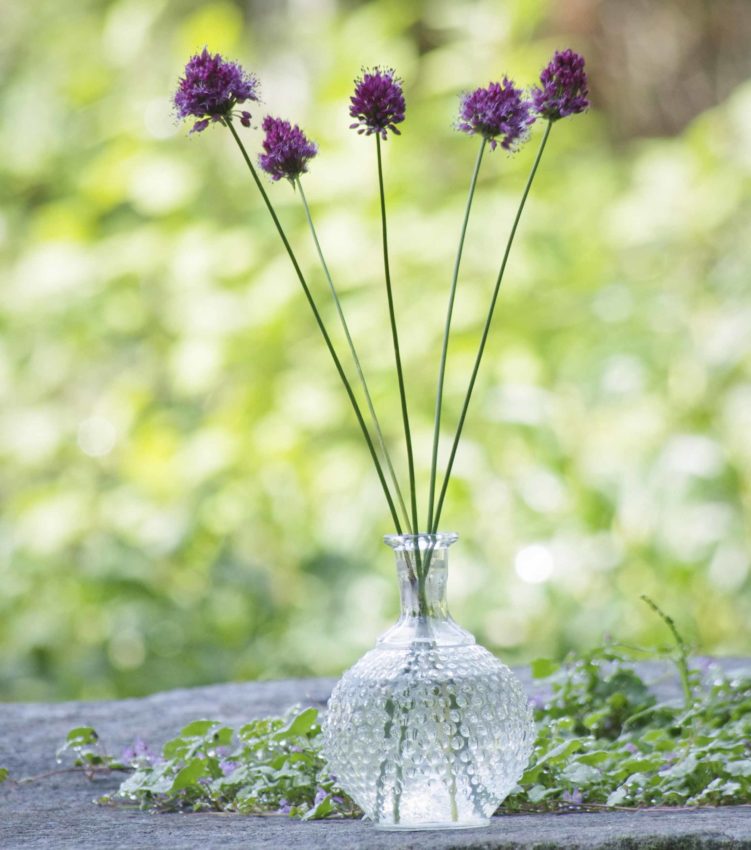 Fem allium i vase.-25_
