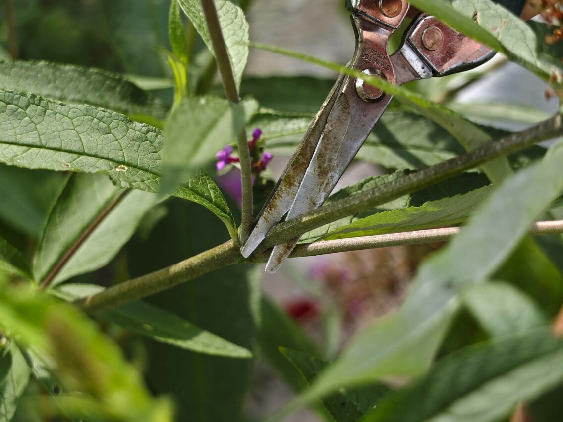 FJERN AVBLOMSTREDE ROSER OG BLOMSTERSTANDER