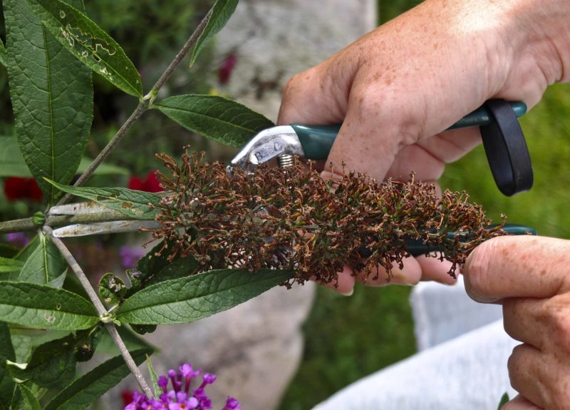 Sommerfuglbusk, buddleja davidii.26_