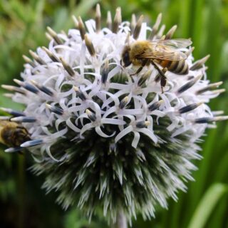 FJERN AVBLOMSTREDE ROSER OG BLOMSTERSTANDER