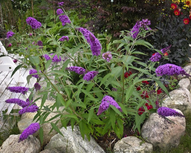 Sommerfuglbusk, buddleja davidii26_