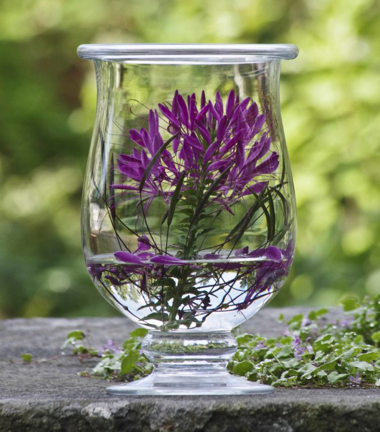 Cleome i en glasskrukke23_