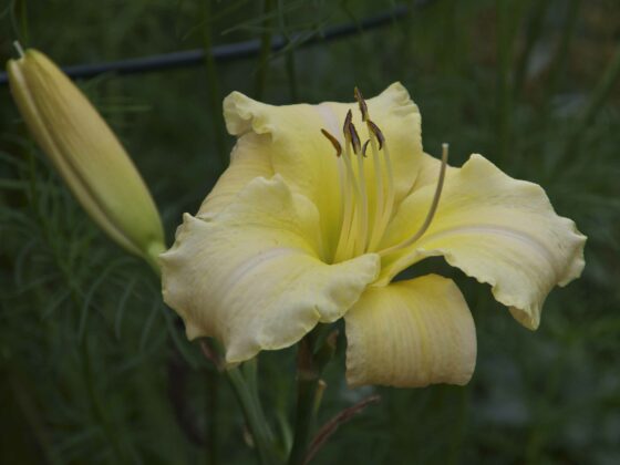 OPPARBEIDING AV BLOMSTERBED