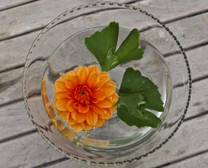 Orange pompon Georgine27_