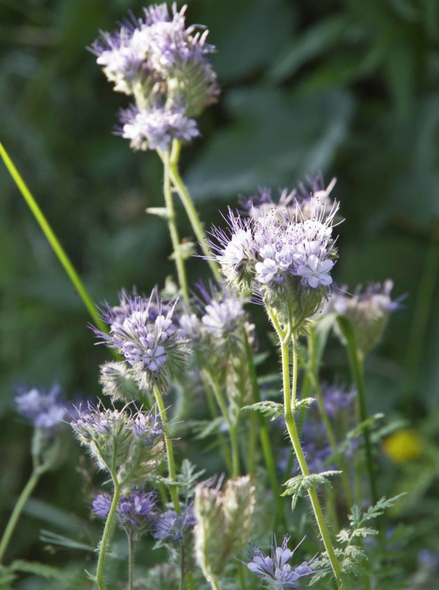 Honningurt, Phacelia tanacetifolia27_
