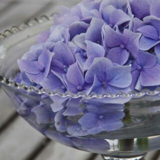 FJERN AVBLOMSTREDE ROSER OG BLOMSTERSTANDER