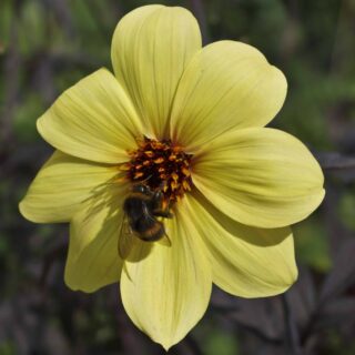 LATE BLOOMER