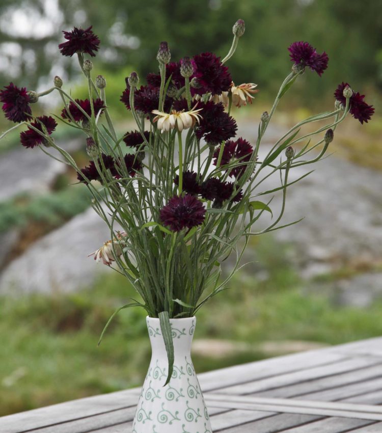 Lilla kornblomster 20_