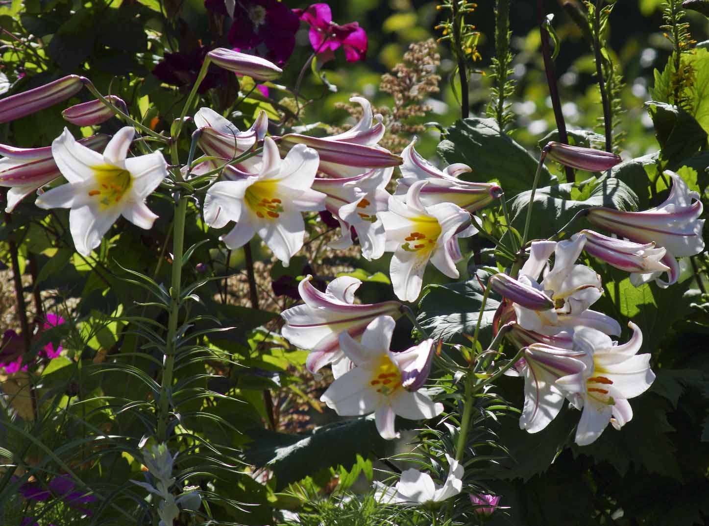 Lilium regale, kongelilje22_