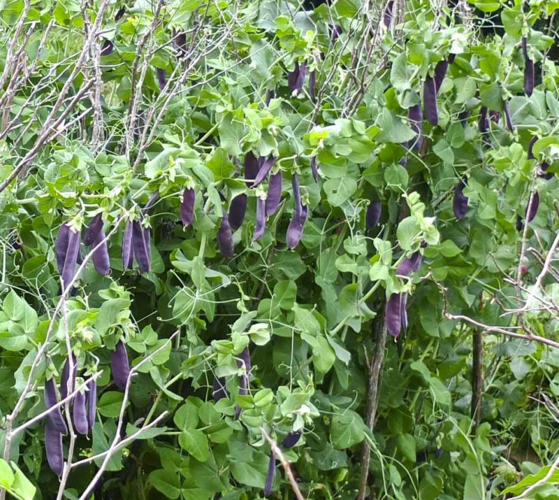 Sukkerertene "Shiraz" 