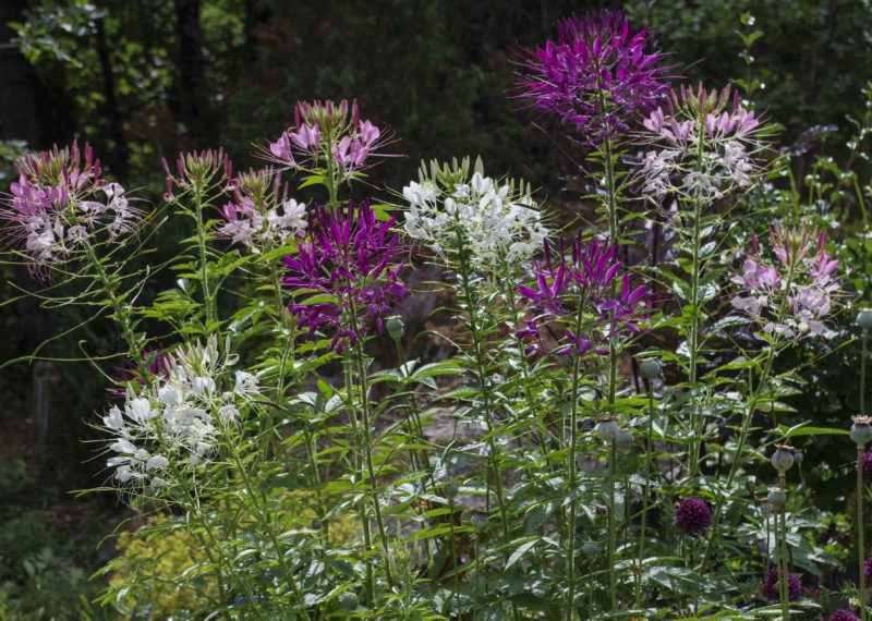 Cleome mot skogen21_