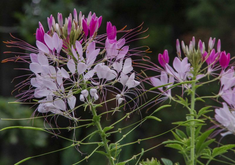 cleome rosa23_