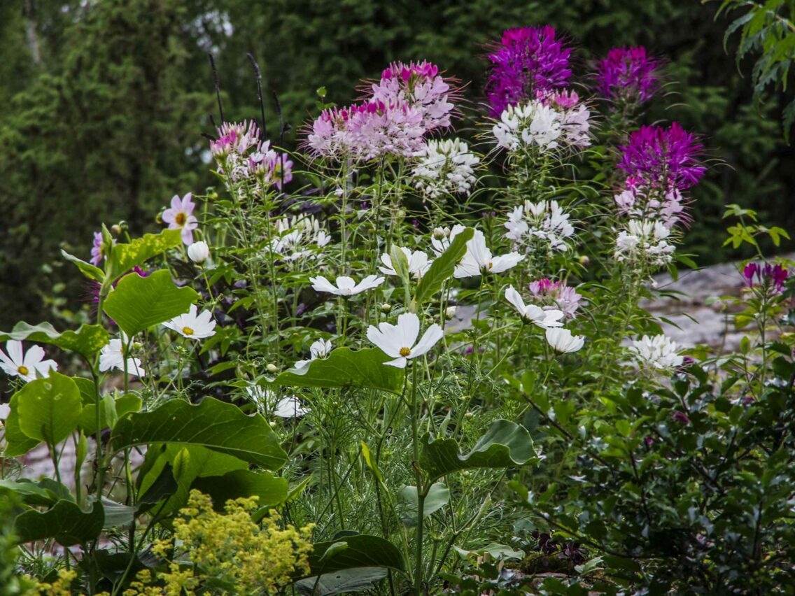 CLEOME