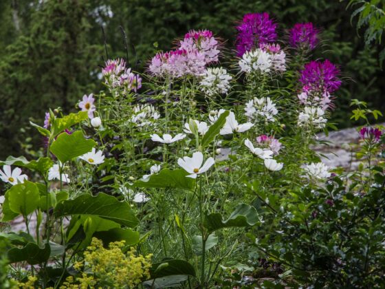 CLEOME
