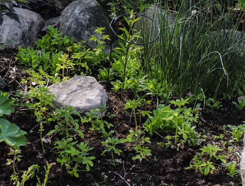 Cleome frøplanter20_