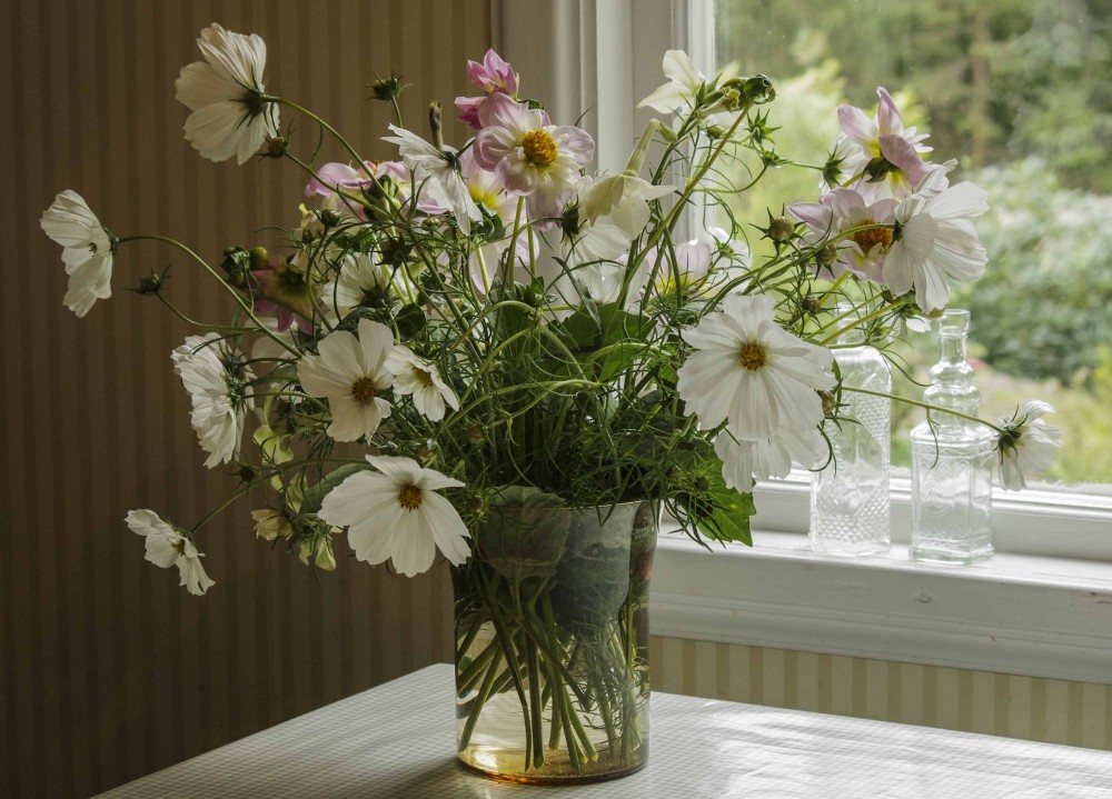 Georginer, cosmos og prydtobakk20_