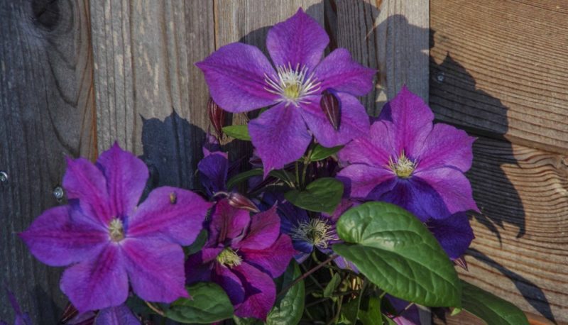 Klematis "Star of India"21_