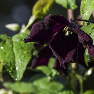 HØSTBLOMSTRENDE ANEMONER