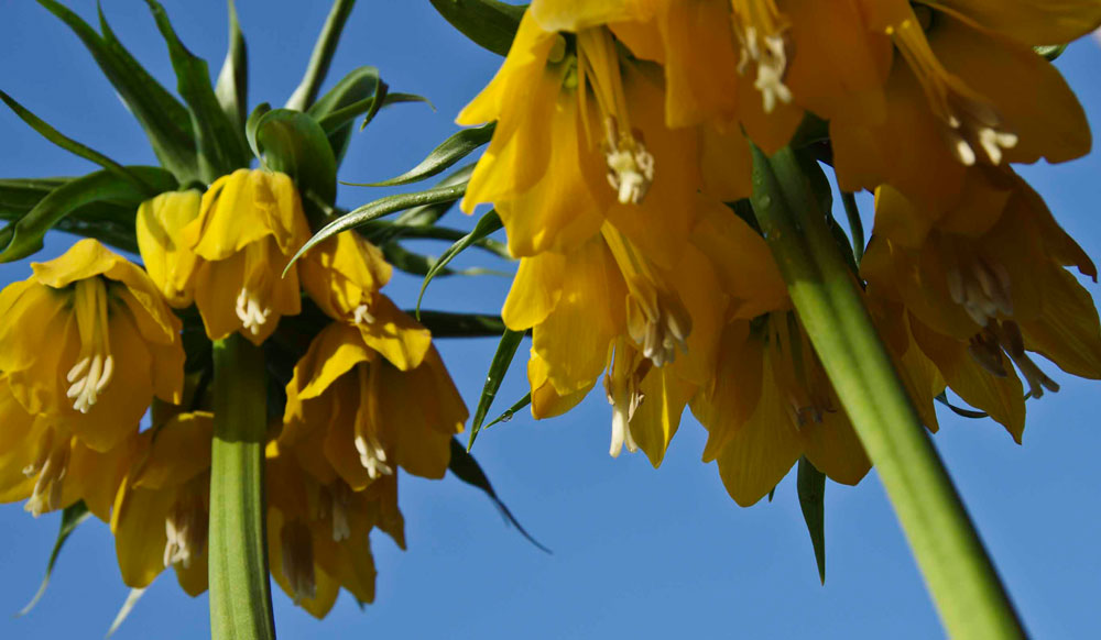 Keiserkrone, Fritillaria imperialis.