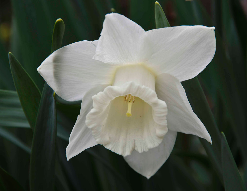 Narcissus "Mount Hood"_