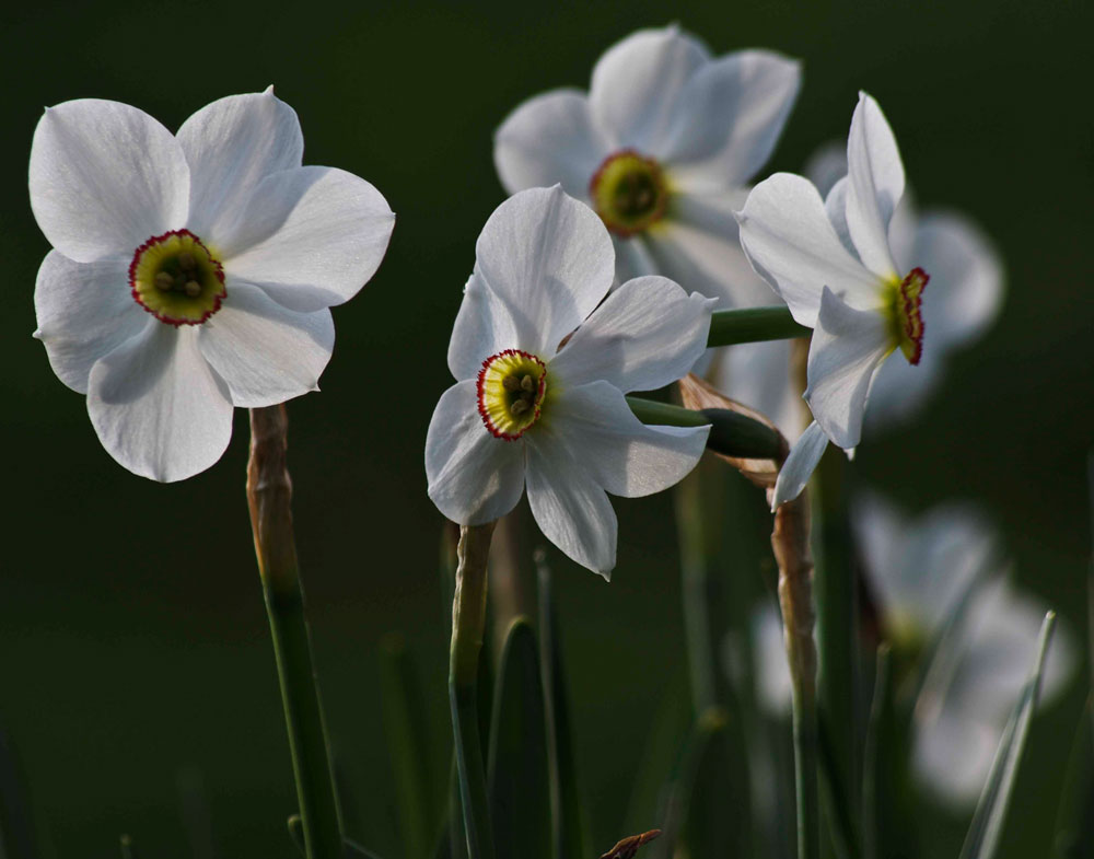 "Pheasant’s Eye’", Poeticus recurvus_