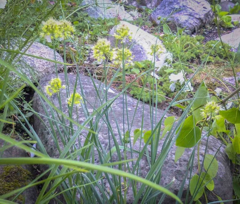 Allium flavium24_