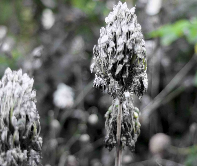 Allium har dekorative frøhoder26_