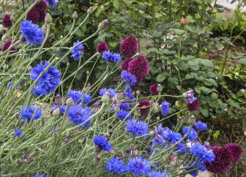 Kornblomster samplantet med allium25_