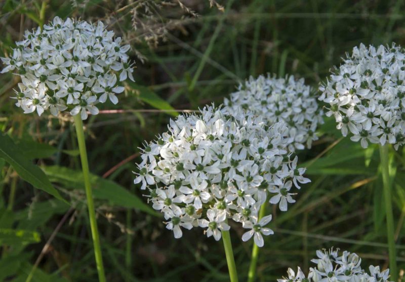 Allium Nigrum21_