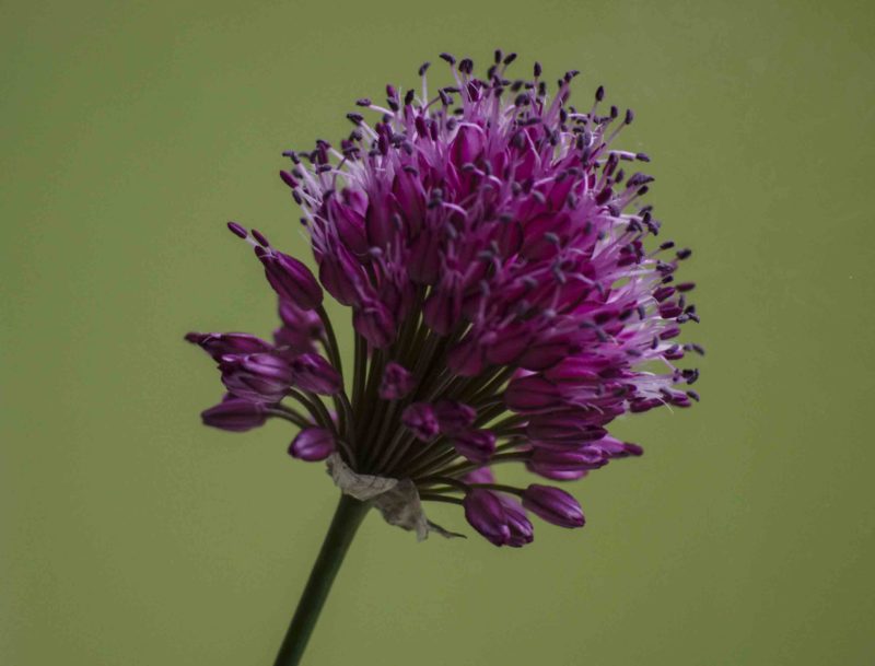 Allium sphaerocephalon24_