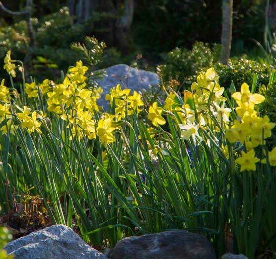 VÅRBLOMSTRENDE LØK MÅ KJØPES INN NÅ