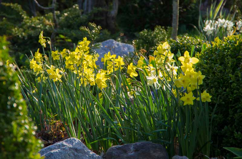 VÅRBLOMSTRENDE LØK MÅ KJØPES INN NÅ