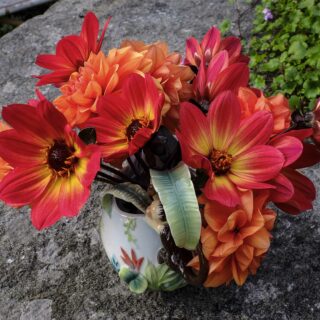 PLANT ASPARGESBØNNER NÅ!