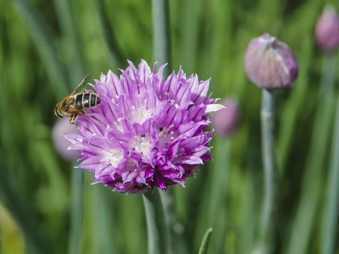 VÅRBLOMSTRENDE LØK OG TRENDER