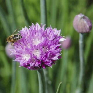 BLOMSTER I VASE