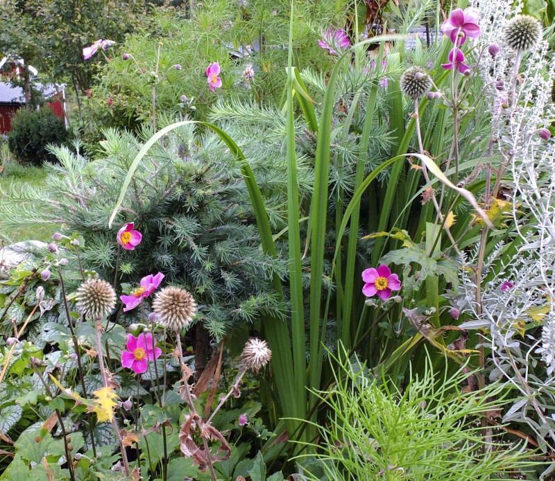 Denne høstanemonen Anemone hupensis, "Hadspen Abudance" 20_