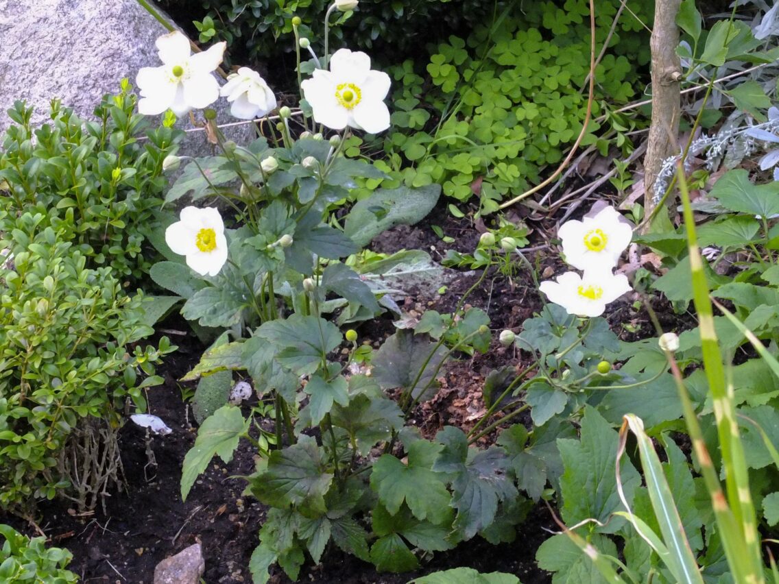 HØSTBLOMSTRENDE ANEMONER