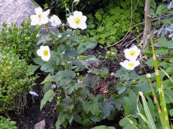 HØSTBLOMSTRENDE ANEMONER