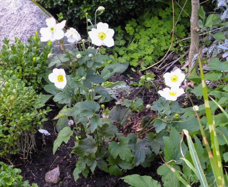 Anemone x hybrida, "Honorine Jobert"21_