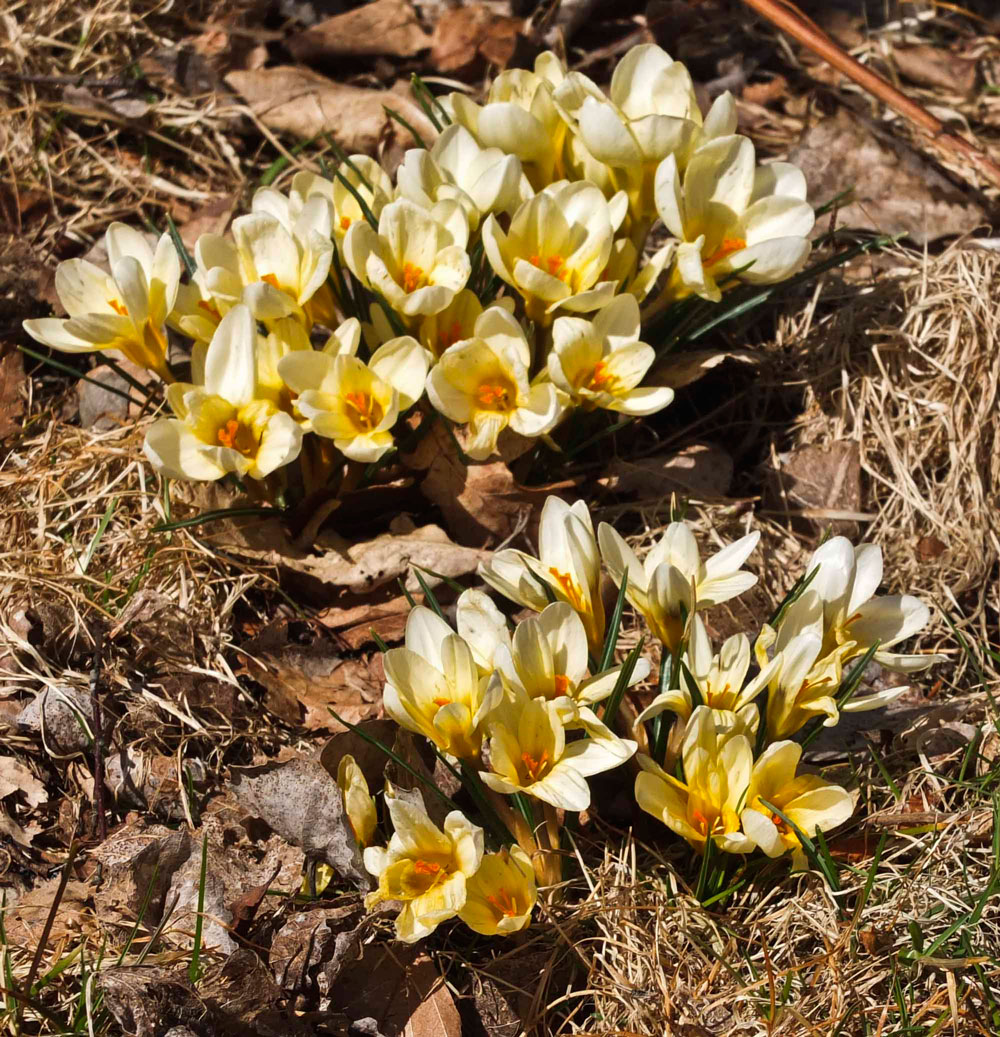Gule krokus, Crocus chry. "Cream Beauty"_