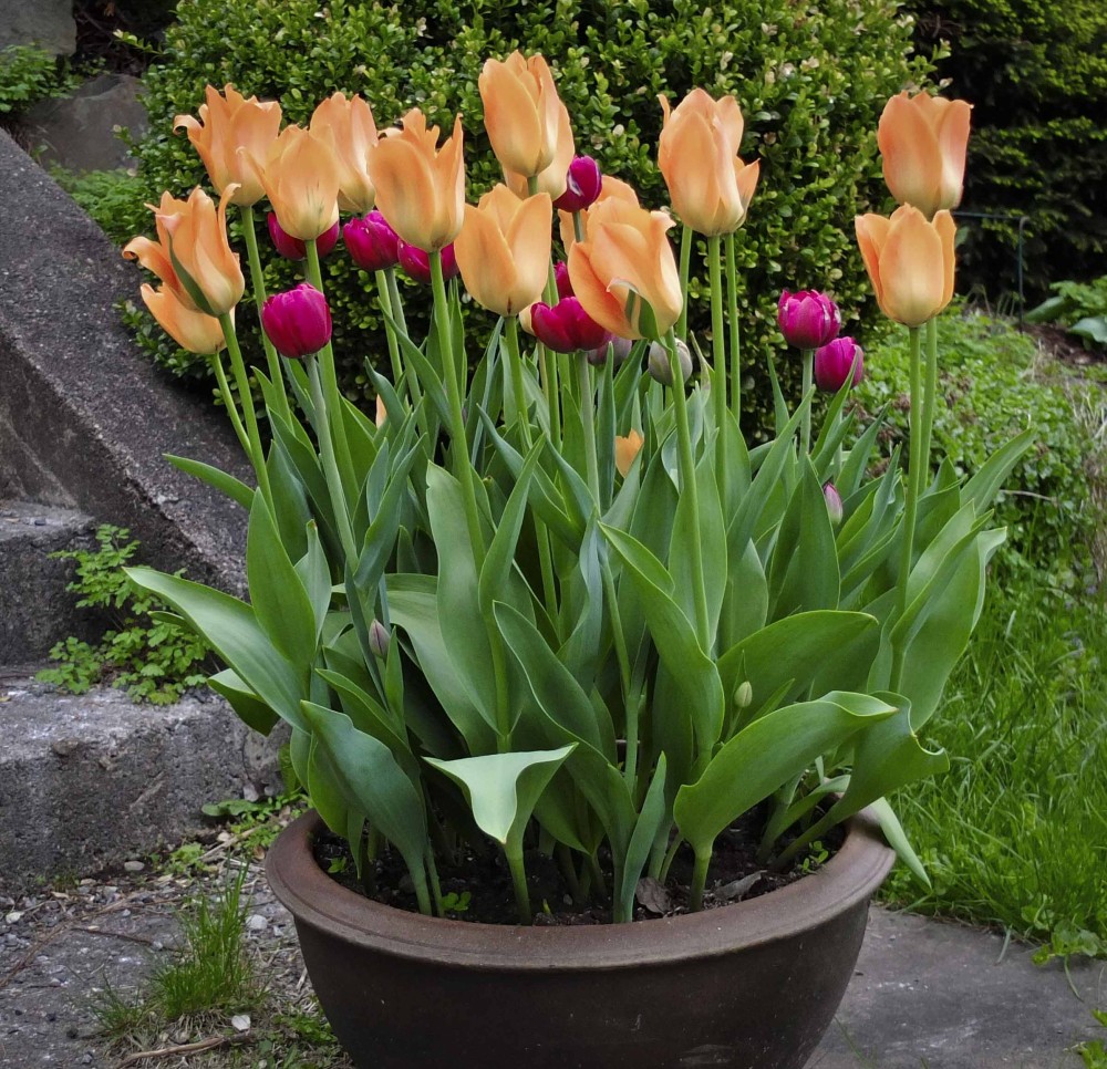 Tulipan i krukke_
