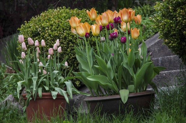 Tulipankrukke4_