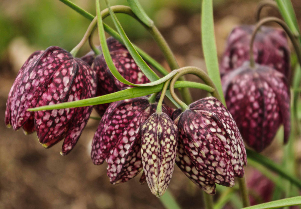 Fritillaria meleagris, Sjakkbrettlilje._