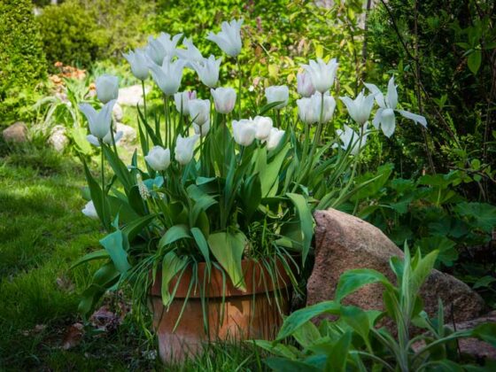PLANT TULIPANLØK I KRUKKE