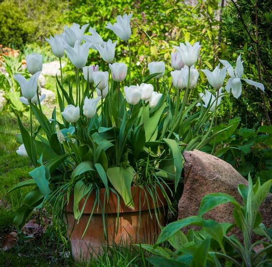 PLANT TULIPANLØK I KRUKKE